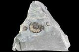 Ammonite (Promicroceras) Cluster - Somerset, England #86241-1